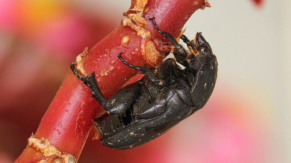 Cetoniidae:  Protaetia (Netocia) morio